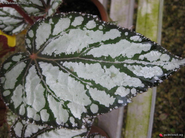 B. ‘Sperber’